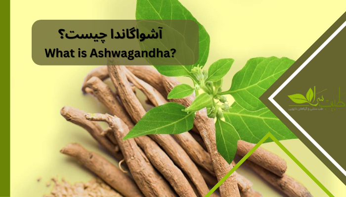 آشواگاندا چیست؟ آشواگاندا یکی از گیاهانی است که خواص بسیار زیادی دارد. این گیاه از قدیم جزء گیاهان پرکاربرد در کشور هند بوده است. آشواگاندا به دلیل خواصی که برای تقویت مغز و تقویت سیستم ایمنی بدن دارد بسیار مورد توجه قرار می‌گرفته است.